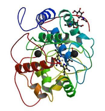 Die Kristallstruktur der Manganperoxidase von P. chrysosporium.
