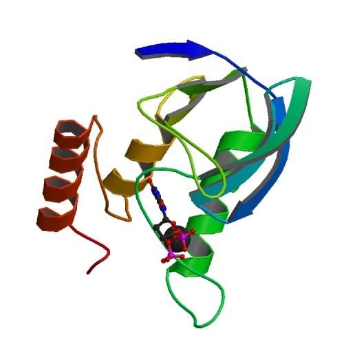 Abbildung: Die Kristallstruktur des ternären Komplexes aus Staphylokokken mikrokuppelige Nuklease, Ca2+ und dem Inhibitor Deoxythymidin-3',5'-bisphosphat (pdTp).