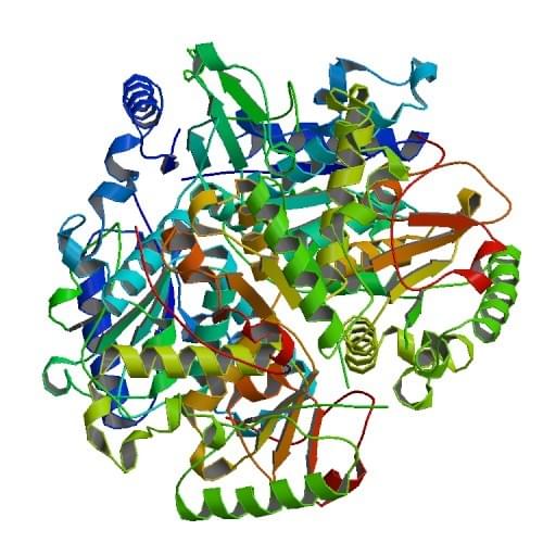 Abbildung 2: Die Kristallstruktur der Nukleosid-Deoxyribosyltransferase von Lactobacillus leichmannii.