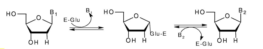 Abbildung 1: Die Reaktion, die von Nukleosid-Deoxyribosyltransferasen katalysiert wird. E, Enzym; B1 und B2, Purin oder Pyrimidin.