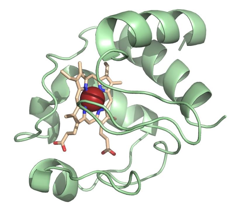Enzymaktivitätsmessung für Oxidoreduktasen, die auf Kohlenstoff mit Cytochrom als Akzeptor wirken