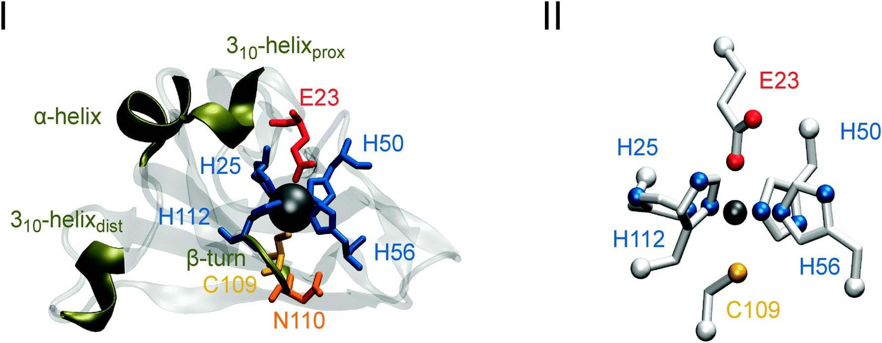 Die Kristallstruktur eines einzelnen Monomers der I. hospitalis Superoxiddismutase, die das Eisenion in blauer Kugel zeigt.