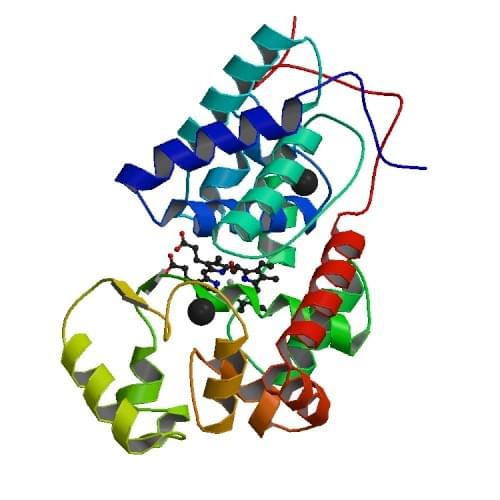 Die Kristallstruktur der ferrischen Meerrettichperoxidase C1A aus Armoracia rusticana.