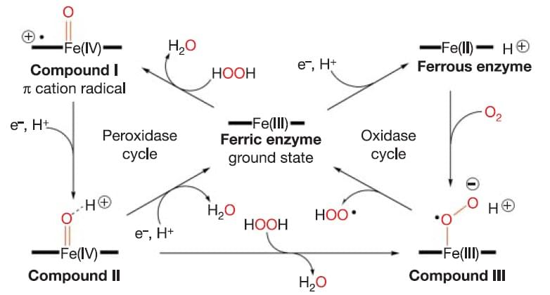 Reaktionen, die von Peroxidase katalysiert werden.
