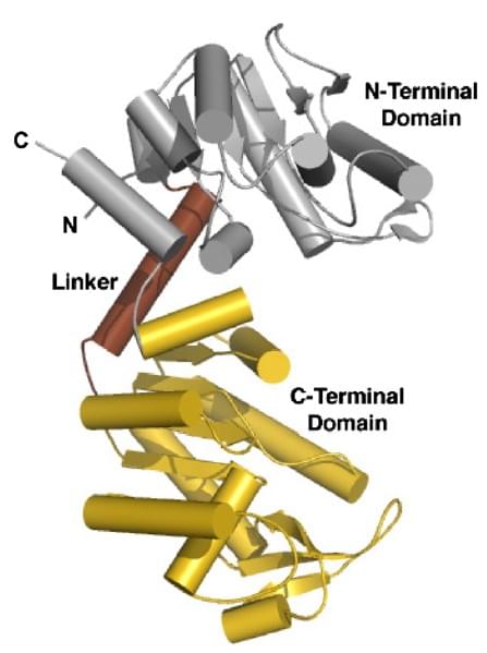 Abbildung: Die Kristallstruktur der E. coli Phosphoglyceratkinase. Diese Struktur zeigt das Vorhandensein von zwei globulären Domänen, N-Domäne (silber) und C-Domäne (gold), die durch einen α-Helix-Linker (braun) verbunden sind.