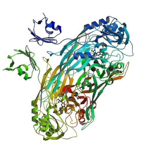 Die Kristallstruktur der kupferhaltigen Amineoxidase aus Escherichia coli.