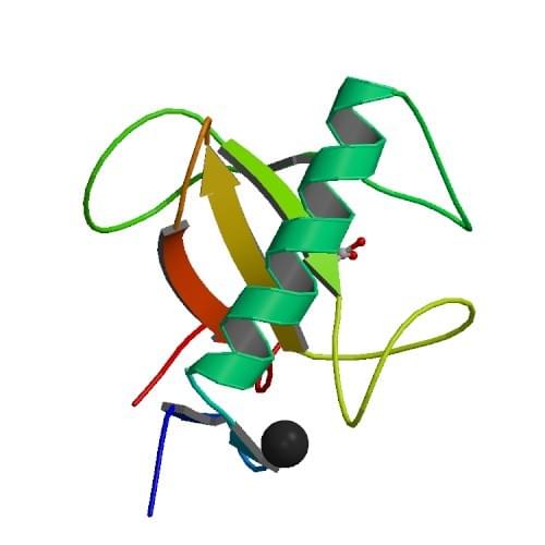 Abbildung: Die Kristallstruktur von RNase T1 aus Aspergillus oryzae.
