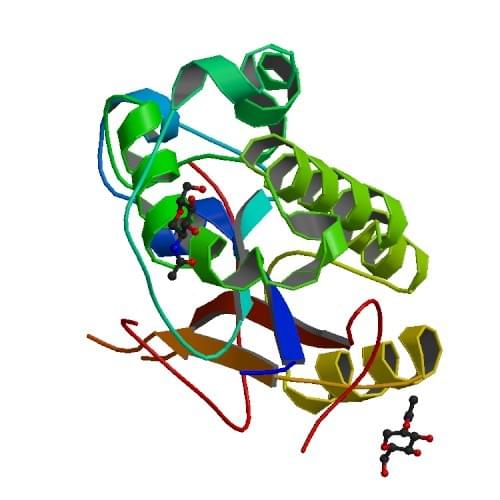 Abbildung: Die Kristallstruktur-Analyse der menschlichen RNase T2.