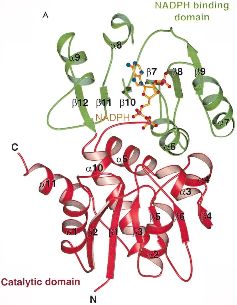 Enzymatische Aktivitätsmessung für Shikimat-Dehydrogenase unter Verwendung spektrophotometrischer Assays