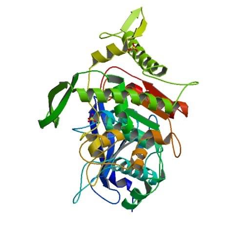 Die Kristallstruktur von Tannase aus Lactobacillus plantarum