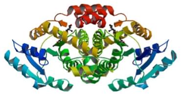 Enzymaktivitätsmessung für Testosteron 17Beta-Dehydrogenase (NADP+) unter Verwendung spektrophotometrischer Assays
