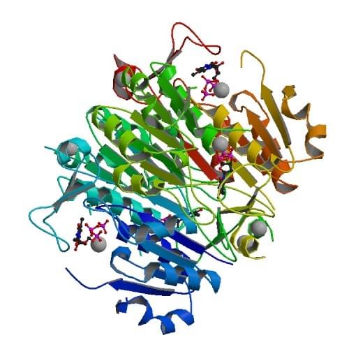 Abbildung: Die Kristallstruktur der menschlichen Thymidinkinase 1.