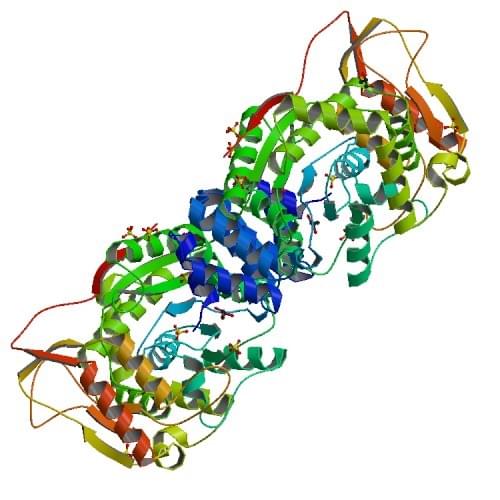 Abbildung 2: Die Kristallstruktur der Thymidinphosphorylase von E.coli.