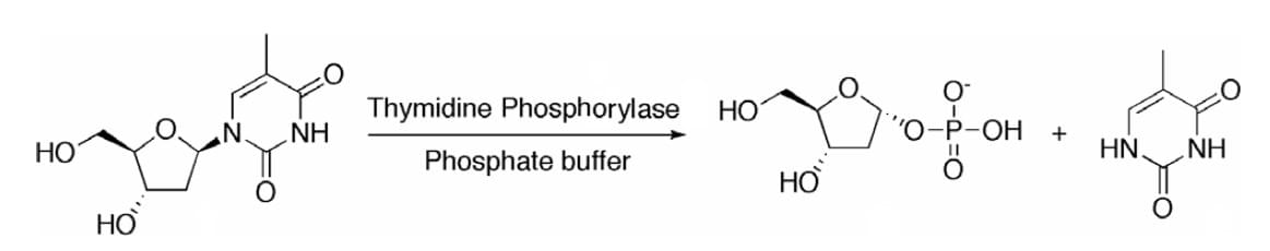 Abbildung 1: Phosphorylierungsreaktion von Thymidin mit Thymidinphosphorylase.