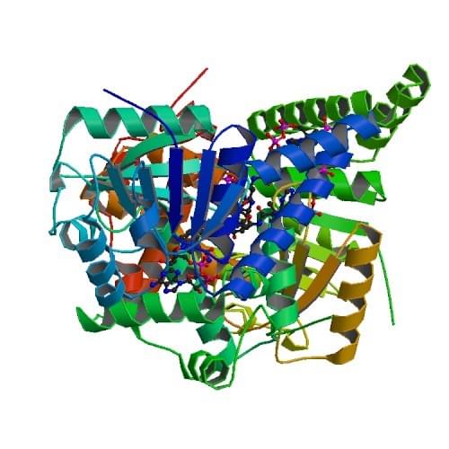 Enzymaktivitätsmessung von 3-Hydroxyacyl-CoA-Dehydrogenase unter Verwendung spektrophotometrischer Assays