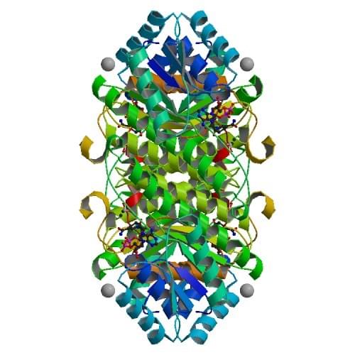 Enzymaktivitätsmessung von 3-Hydroxybutyrat-Dehydrogenase unter Verwendung spektrophotometrischer Assays