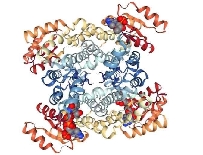 Enzymaktivitätsmessung der Acetoacetyl-CoA-Reduktase mittels spektrophotometrischer Assays