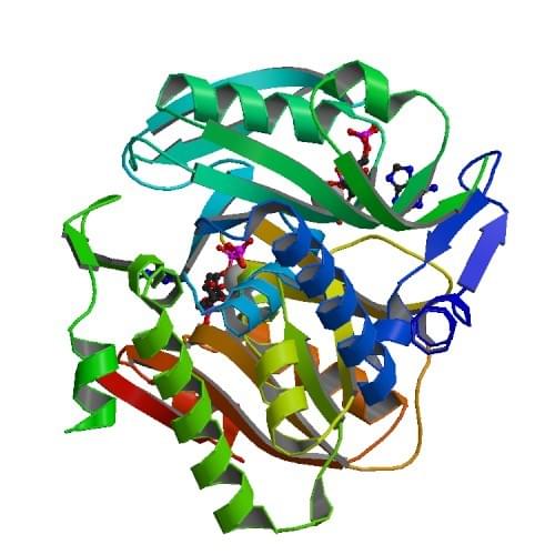 Abbildung: Die Kristallstruktur der menschlichen Adenin-Phosphoribosyltransferase, die mit PRPP, ADE und R5P komplexiert ist.