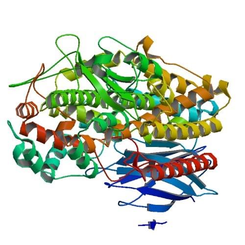 Die Struktur der stabilen-5-Lipoxygenase vom Menschen.