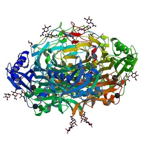 Abbildung: Die Kristallstruktur der menschlichen Diaminoxidase.