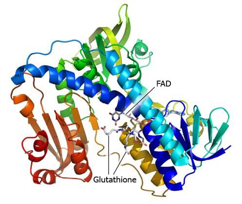 Die Kristallstruktur der Glutathion-Disulfid-Reduktase im Komplex mit Glutathion und FAD
