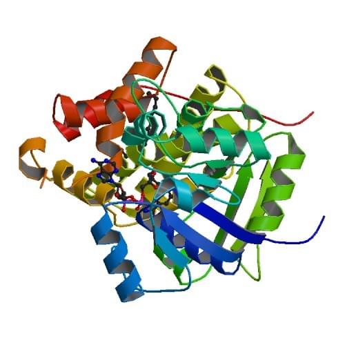 Enzymaktivitätsmessung der Glycerol-3-Phosphat-Dehydrogenase (NAD+) unter Verwendung spektrophotometrischer Assays
