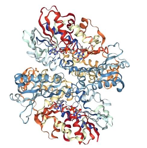 Die Kristallstruktur der L-Aminosäureoxidase aus dem B. jararacussu Gift