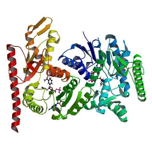 Enzymaktivitätsmessung der L-Laktatdehydrogenase mittels spektrophotometrischer Assays