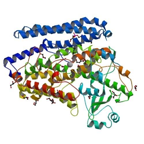 Die Kristallstruktur eines Phospholipid-Lipoxygenase-Komplexes von Pseudomonas aeruginosa.