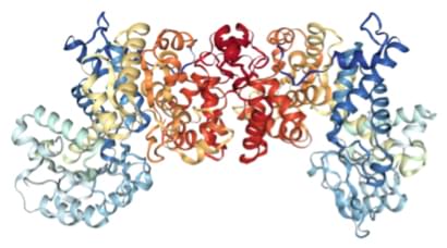 Enzymaktivitätsmessung der Malatdehydrogenase (Oxalacetat-decarboxylierend) (NADP+) unter Verwendung spektrophotometrischer Assays