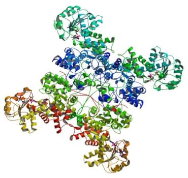 Enzymaktivitätsmessung der Malatdehydrogenase (Oxalacetat-Decarboxylierend) unter Verwendung spektrophotometrischer Tests