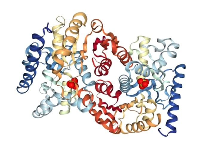Enzymaktivitätsmessung der Malatdehydrogenase mittels spektrophotometrischer Assays