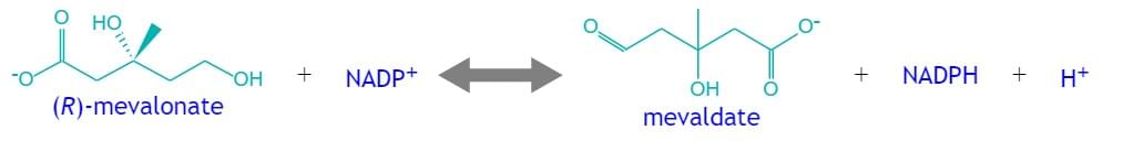 Enzymaktivitätsmessung der Mevaldatreduktase (NADPH) unter Verwendung von spektrophotometrischen Assays