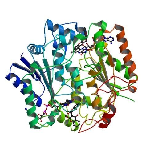 Die Kristallstruktur von NQO1 mit dem Inhibitor Dicoumarol