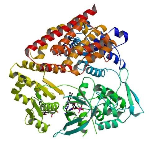 Die komplexe Struktur einer offenen Form von NADPH-Hemoprotein-Reduktase und Häm-Oxygenase-1