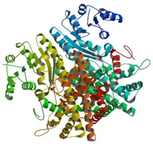 Enzymaktivitätsmessung von Phosphogluconat-2-Dehydrogenase unter Verwendung spektrophotometrischer Assays