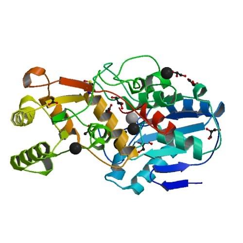 Abbildung: Die Kristallstruktur der Polynukleotid 5'-Hydroxylkinase von der Maus.
