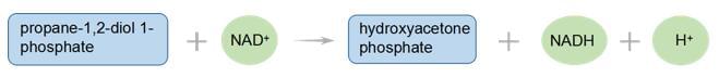 Enzymaktivitätsmessung der Propandiol-Phosphat-Dehydrogenase unter Verwendung spektrophotometrischer Assays