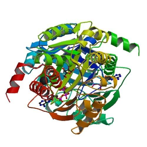 Abbildung: Die Kristallstruktur der Ribokinase.