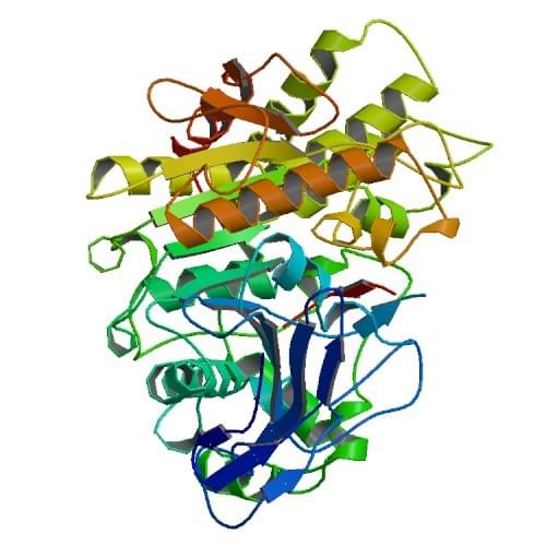 Die Kristallstruktur der Cholesterylesterase von Bos Taurus