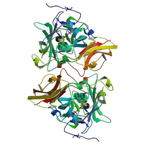 Die Kristallstruktur der rekombinanten Hühnersulfitoxidase im Ruhezustand