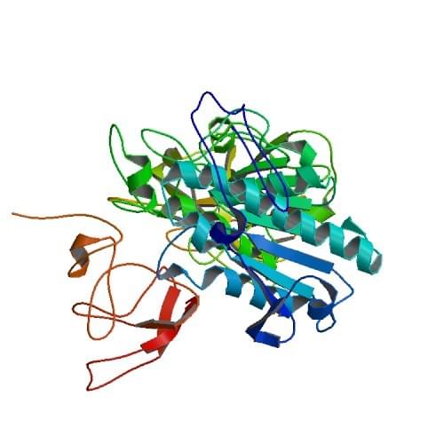 Die Kristallstruktur des Pankreaslipase-Colipase-Komplexes