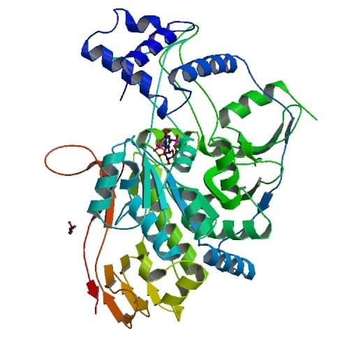 Abbildung: Die Kristallstruktur von USP aus L. major, gebunden an Uridin-5'-triphosphat.