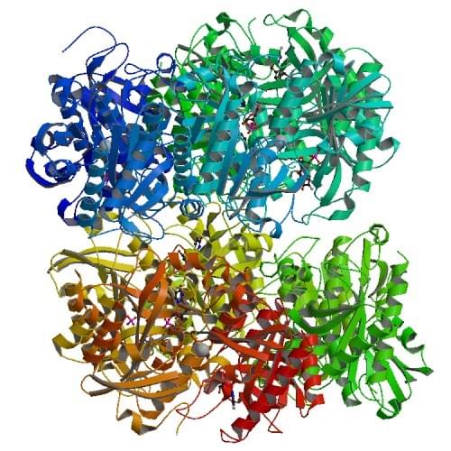 Abbildung: Die Kristallstruktur der E. coli Uridin-Phosphorylase, die mit 5-Fluorouracil-Ribose-1-Phosphat komplexiert ist.