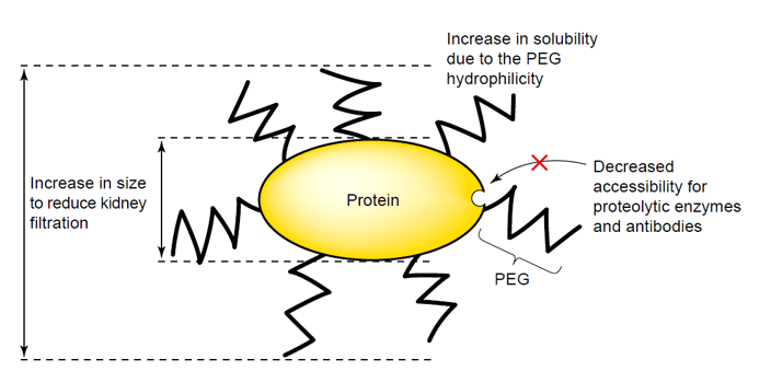 Enzym Kovalente Chemische Modifikationen von Creative Enzymes