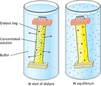 Das Schema der Dialyse. Enzymmoleküle (rote Punkte) werden im Dialysebeutel zurückgehalten und von anderen kleineren Molekülen (blaue Punkte) getrennt.