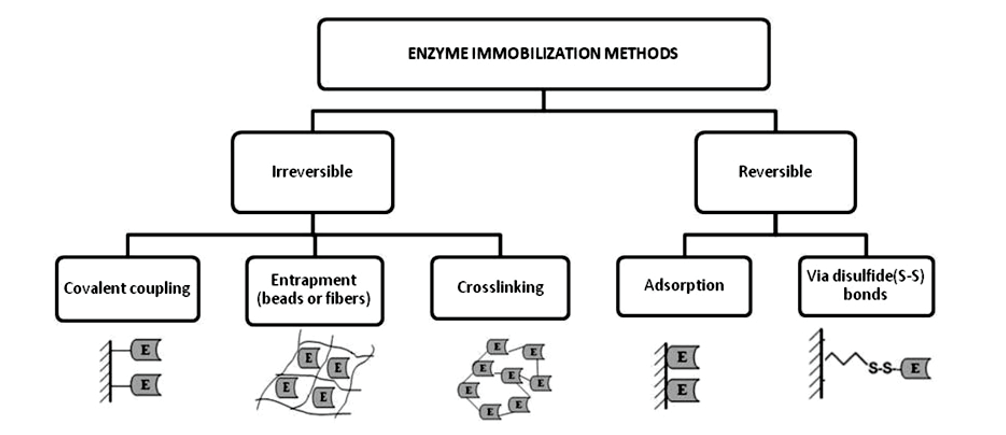 Enzymimmobilisierungsdienste von Creative Enzymes