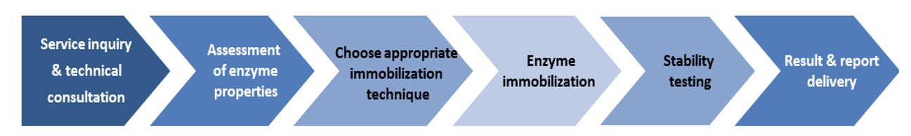 Ablauf der Enzymimmobilisierungsdienste von Creative Enzymes