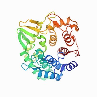Struktur der β-Glucanase