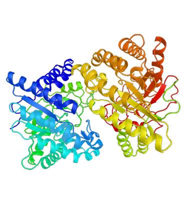 Struktur der Cellulase.